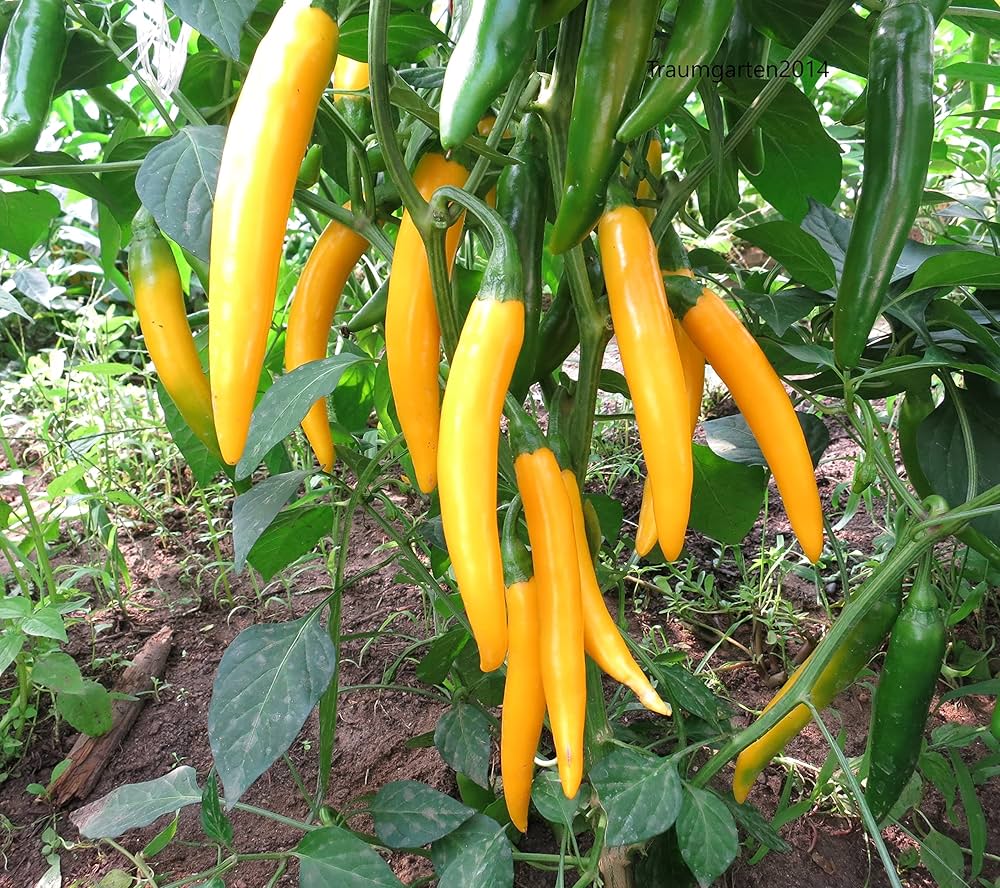 Assorted (hot pepper) for planting in garden